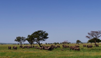 Fototapeta na wymiar elephants family in serengeti