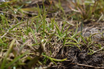 grass in soil