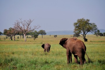 Obraz premium elephants brothers in serengeti