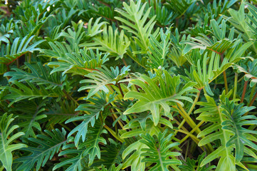 Philodendron xanadu winterbourne green tropical plant  © skymoon13