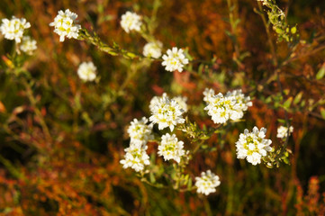 Berteroa incana or  hoary alyssum plant with white flowers