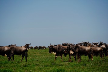 wild beasts in serengeti