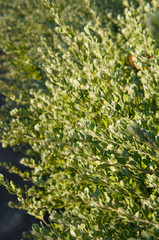 Buxus sempervirens silver green plant vertcial