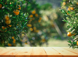 Empty wood table with free space over orange trees, orange field background. For product display montage