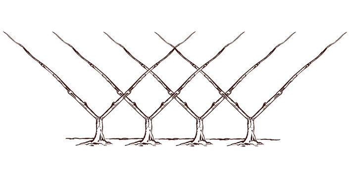 Growing and pruning espalier fruit tree, vintage line drawing or engraving illustration.