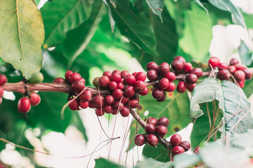 Cherry coffee from a rich and ripe coffee tree is a red seed that is ready to harvest