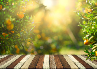 Empty wood table with free space over orange trees, orange field background. For product display...