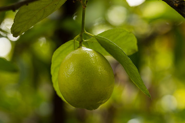 Lime, citrus on the tree branch
