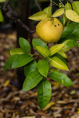 Grapefruit fruit on a branch