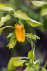 pepper, variety Piquillo branch of the plant
