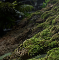 Beautiful green moss on the floor, moss closeup, macro. Beautiful background of moss for wallpaper 