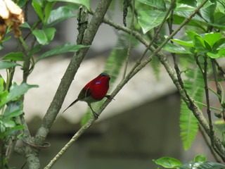 red bird on a branch