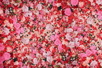 Fototapeten Wand aus roten und rosa Rosen. Viele Blumen. © primipil