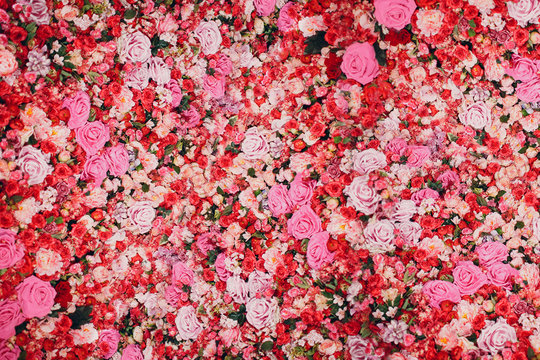 Wall of red and pink roses. Many flowers.