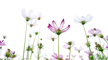    cosmos flower .flowers cosmos  field  of nature background       
