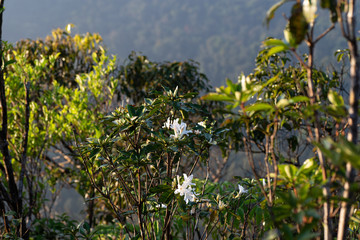 Rhododendron white flowers are blooming in tropical rainforest, Khlong Naka Wildlife Sanctuary, Ranong, Thailand