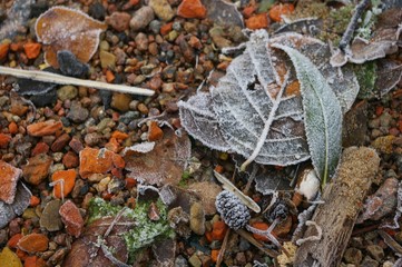 hoarfrost on fallen foliage  and pine cone on colourful  pebbles