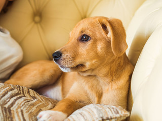 Golden cute adopted half breed puppy playing with pillow and chewing it on couch