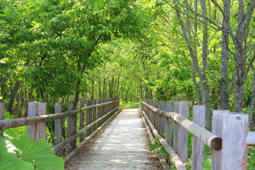 釧路湿原国立公園　湿原展望遊歩道