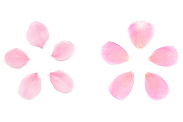 ピンク 花びら アブストラクト 春 白背景
