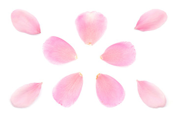ピンク 花びら アブストラクト 春 白背景