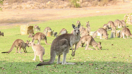 Large group of wild Eastern Grey Kangaroos grazing in nearby parkland in Canberra, Australia    