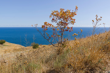Fototapeta na wymiar Lonely tree on a background of the sea.