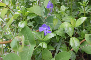 flowers in the garden