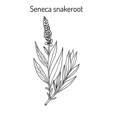 Seneca snakeroot Polygala senega , medicinal plant