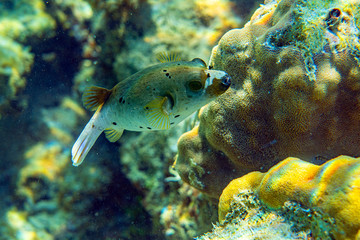 Unterwasseraufnahmen: Kugelfisch, Korallen