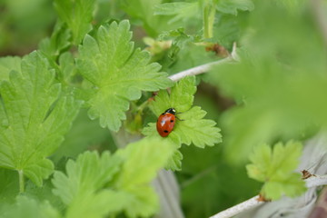 ladybug on leaf