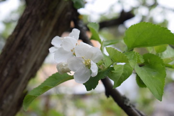 blooming apple tree in spring