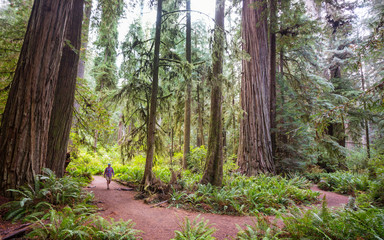 Redwoods