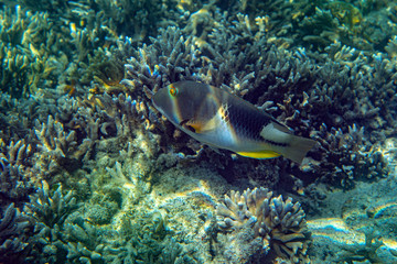 Unterwasseraufnahmen: Triggerfish, Korallen
