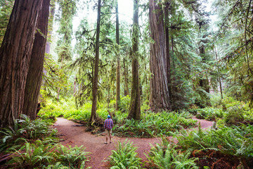 Redwoods