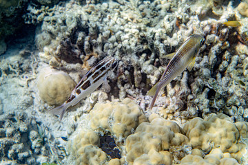 Underwater Marine Life: Fish, Clams, Corals, Divers