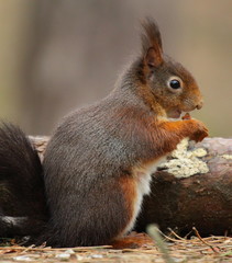 Red squirrel eating nuts, Formby, England 