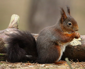 Naklejka na ściany i meble Red squirrel eating nuts, Formby, England