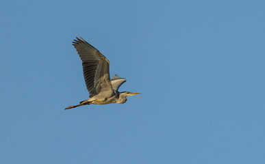 great blue heron in flight on blue sky