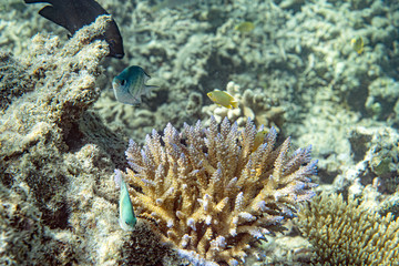Underwater Marine Life: Fish, Clams, Corals, Divers