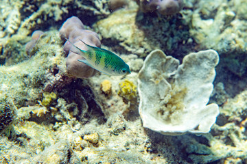 Fototapeta na wymiar Underwater Marine Life: Fish, Clams, Corals, Divers