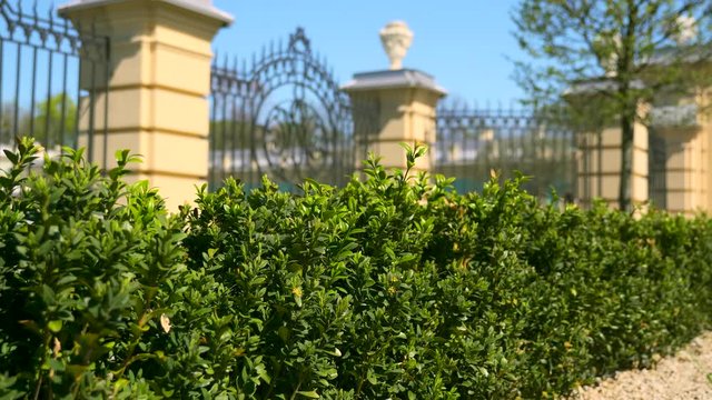  Boxwood Buxus Bush Leaves. Urban Green Space Vintage Baroque Palace Surrounded By Intricate Iron Railing