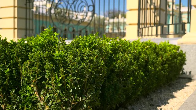  Boxwood Buxus Bush Leaves. Urban Green Space Vintage Baroque Palace Surrounded By Intricate Iron Railing
