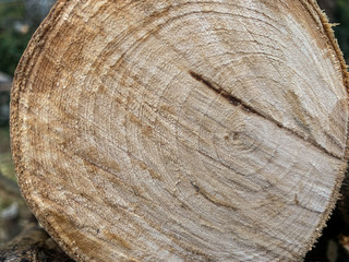 Log cut for firewoods background