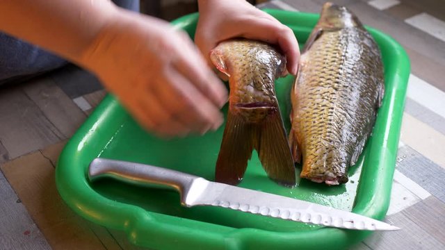 Hands of young woman with knife clean scales of fresh fish on kitchen table. Girl prepares fish for frying