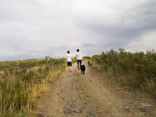 Obraz premium Young homosexual couple walking by the hand with two dogs