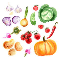 A colored sketch of vegetables. Paprika, chilli pepper, radish, eggplant, tomatoes, onion, cucumber, garlic painted with watercolor on a white background. Food picture