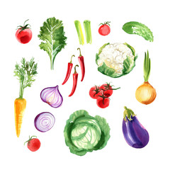 A colored sketch of vegetables. Paprika, chilli pepper, radish, eggplant, tomatoes, onion, cucumber, garlic painted with watercolor on a white background. Food picture