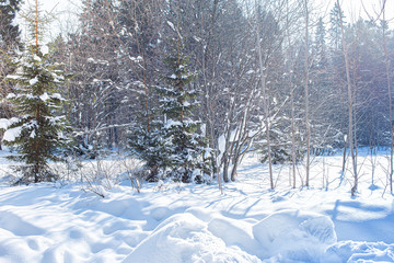 Winter landscape - frosty winter tree in the sunrise forest with sunrise light breaking through snowy tree branches in the early winter morning. Winter landscape of snowy trees in the forest