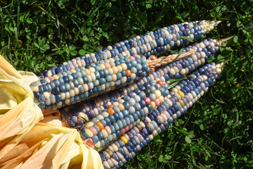 Colourful food, Glas Gem Corn on the cob harvest, Rainbow Corn laying on the gras